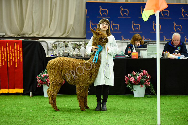 IWP3993 
 HOEAG Spring Fiesta 2024 
 Keywords: Heart of England Alpaca Group, Spring Fiesta 2024, Alpaca Show, Fleece Show Alpaca, Suri, Huacaya