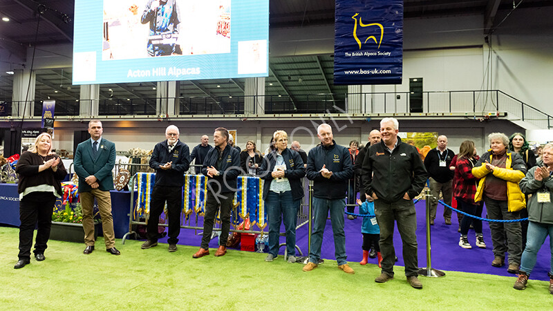 IWP9768 
 BAS National Show 2024 
 Keywords: British Alpaca Society, National Show, 2024, Champion of Champions Fleece Show, Alpaca, Suri, Huacaya