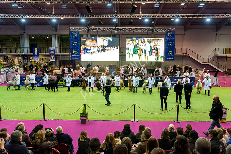 IWM5842 
 BAS National Show 2022 
 Keywords: Surrey Photographer, Alpacas, Suri, Huacaya, BAS National Show 2022, BAS' British Alpaca Society