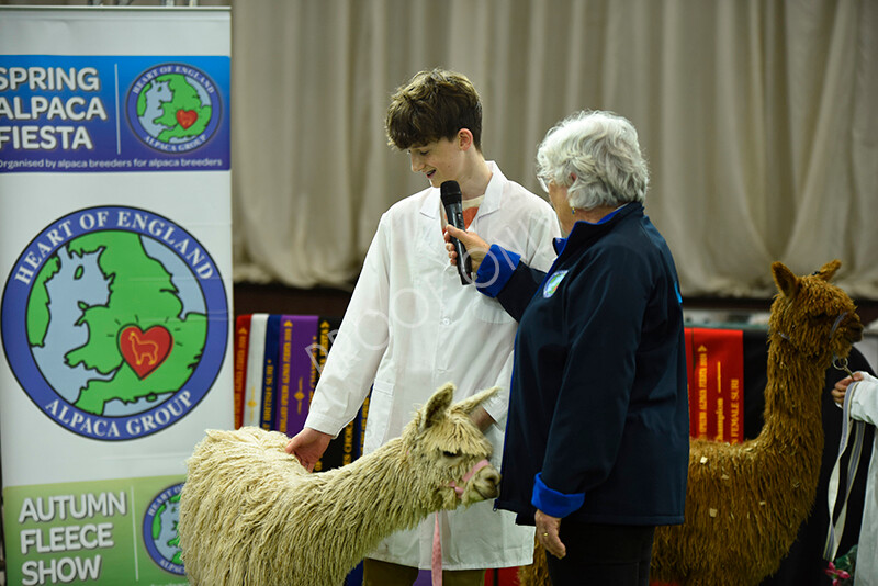 IWP3981 
 HOEAG Spring Fiesta 2024 
 Keywords: Heart of England Alpaca Group, Spring Fiesta 2024, Alpaca Show, Fleece Show Alpaca, Suri, Huacaya