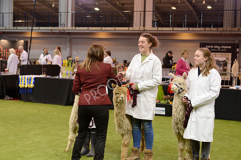 IWM9728 
 Photography of BAS National Show 2023 
 Keywords: Surrey Photographer, Alpacas, Suri, Huacaya, 2023, BAS, British Alpaca Society, Alpaca, Suri, Huacaya, Fleece Judging, Halter Show