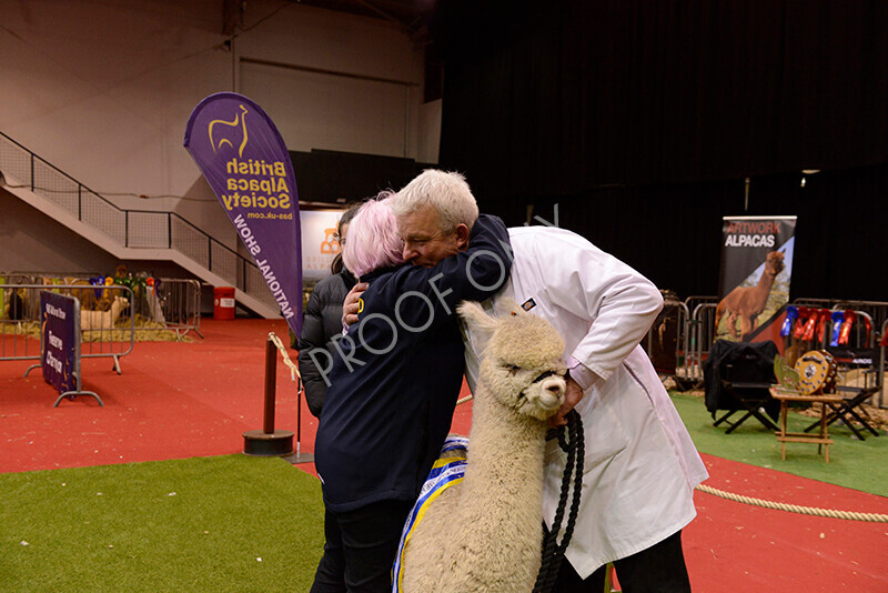 IWM0283 
 Photography of BAS National Show 2023 
 Keywords: Surrey Photographer, Alpacas, Suri, Huacaya, 2023, BAS, British Alpaca Society, Alpaca, Suri, Huacaya, Fleece Judging, Halter Show