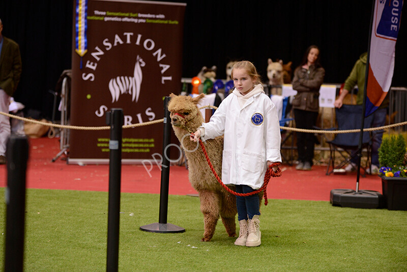 IWM9886 
 Photography of BAS National Show 2023 
 Keywords: Surrey Photographer, Alpacas, Suri, Huacaya, 2023, BAS, British Alpaca Society, Alpaca, Suri, Huacaya, Fleece Judging, Halter Show