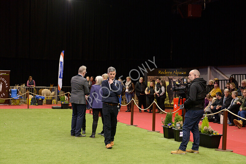 IWM0243 
 Photography of BAS National Show 2023 
 Keywords: Surrey Photographer, Alpacas, Suri, Huacaya, 2023, BAS, British Alpaca Society, Alpaca, Suri, Huacaya, Fleece Judging, Halter Show