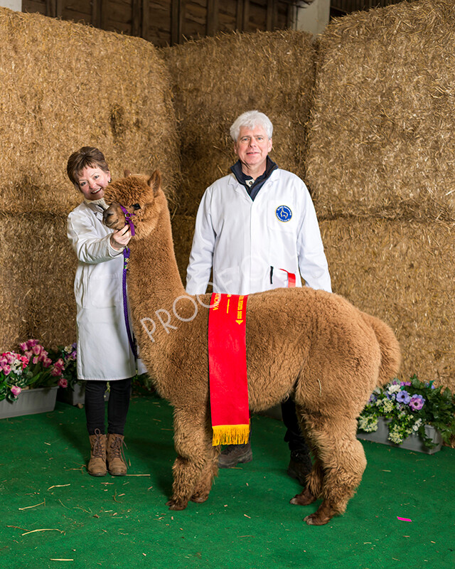 IWM7265 
 HoEAG Spring Fiesta 2022 
 Keywords: Surrey Photographer, Alpacas, Suri, Huacaya, HoEAG, Spring Fiesta, 2022, Heart of England Alpaca Group