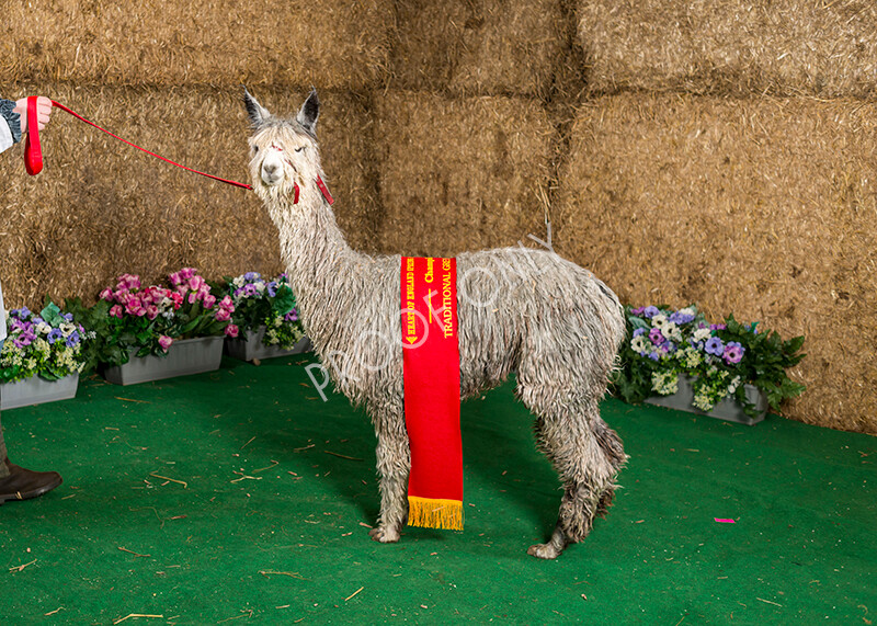 IWM7432 
 HoEAG Spring Fiesta 2022 
 Keywords: Surrey Photographer, Alpacas, Suri, Huacaya, HoEAG, Spring Fiesta, 2022, Heart of England Alpaca Group