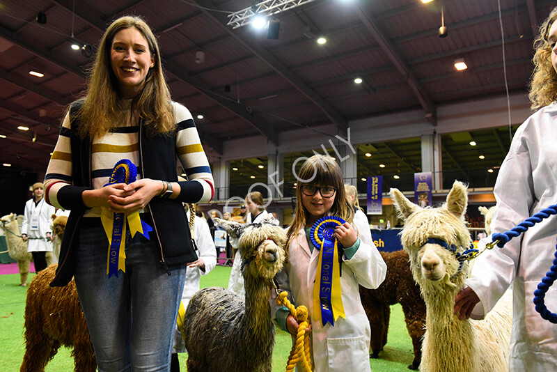 IWM5736 
 BAS National Show 2022 
 Keywords: Surrey Photographer, Alpacas, Suri, Huacaya, BAS National Show 2022, BAS' British Alpaca Society