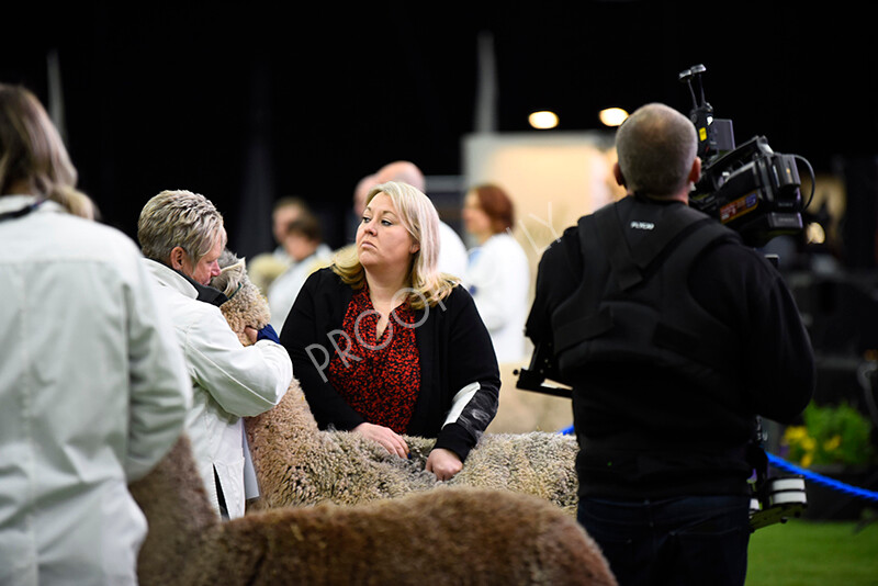 IWP0268 
 BAS National Show 2024 
 Keywords: British Alpaca Society, National Show, 2024, Champion of Champions Fleece Show, Alpaca, Suri, Huacaya