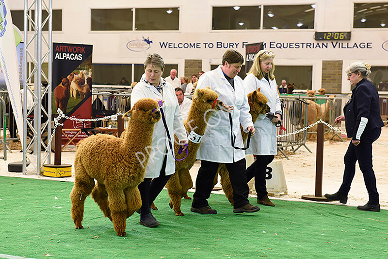 IWP8207 
 HoEAG Spring Fiesta 2022 
 Keywords: Surrey Photographer, Alpacas, Suri, Huacaya, HoEAG, Spring Fiesta, 2022, Heart of England Alpaca Group