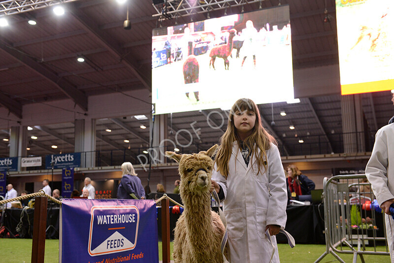 IWM9991 
 Photography of BAS National Show 2023 
 Keywords: Surrey Photographer, Alpacas, Suri, Huacaya, 2023, BAS, British Alpaca Society, Alpaca, Suri, Huacaya, Fleece Judging, Halter Show