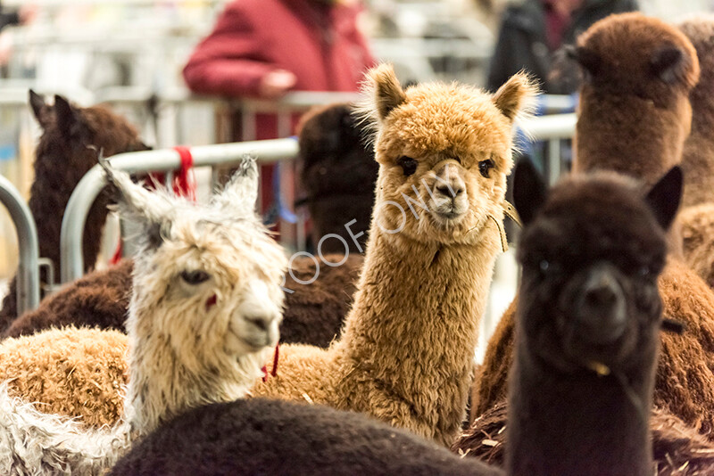 IWP8068 
 HoEAG Spring Fiesta 2022 
 Keywords: Surrey Photographer, Alpacas, Suri, Huacaya, HoEAG, Spring Fiesta, 2022, Heart of England Alpaca Group