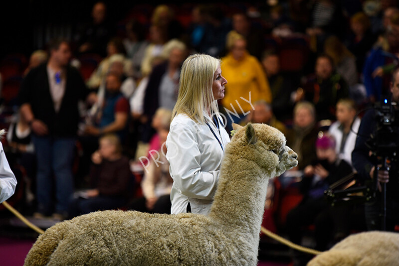 IWM5087 
 BAS National Show 2022 
 Keywords: Surrey Photographer, Alpacas, Suri, Huacaya, BAS National Show 2022, BAS' British Alpaca Society