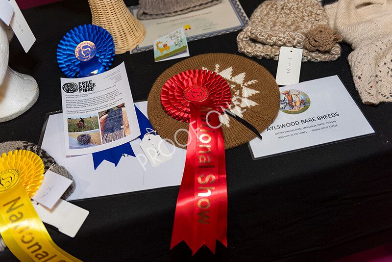 IWM5251 
 BAS National Show 2022 
 Keywords: Surrey Photographer, Alpacas, Suri, Huacaya, BAS National Show 2022, BAS' British Alpaca Society