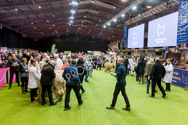 IWM6022 
 BAS National Show 2022 
 Keywords: Surrey Photographer, Alpacas, Suri, Huacaya, BAS National Show 2022, BAS' British Alpaca Society