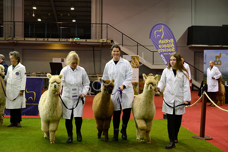 IWM9503 
 Photography of BAS National Show 2023 
 Keywords: Surrey Photographer, Alpacas, Suri, Huacaya, 2023, BAS, British Alpaca Society, Alpaca, Suri, Huacaya, Fleece Judging, Halter Show