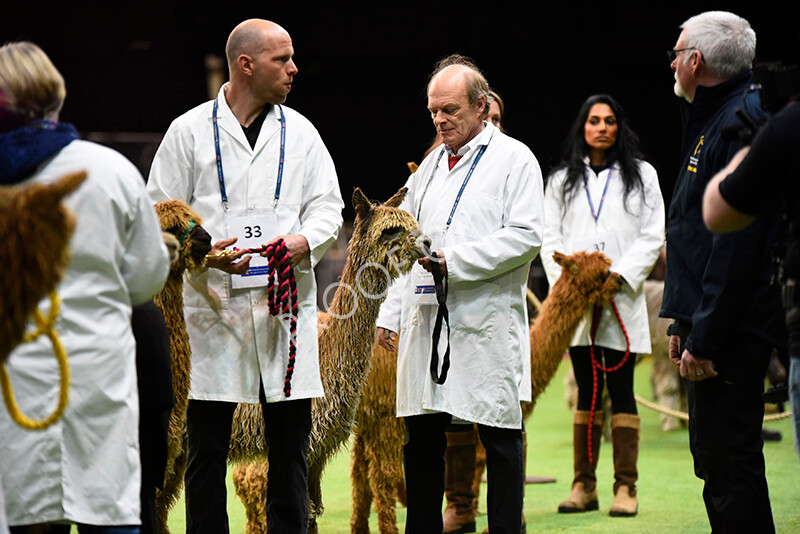 IWM4632 
 BAS National Show 2022 
 Keywords: Surrey Photographer, Alpacas, Suri, Huacaya, BAS National Show 2022, BAS' British Alpaca Society