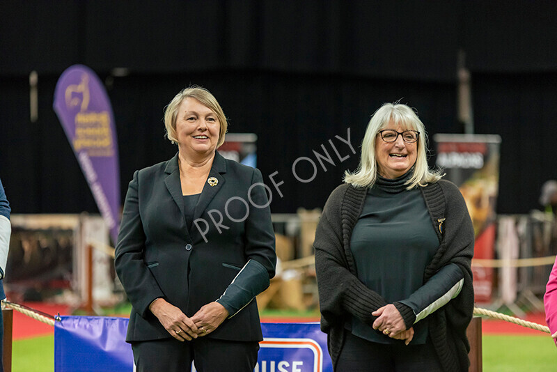 IWM8098 
 Photography of BAS National Show 2023 
 Keywords: Surrey Photographer, Alpacas, Suri, Huacaya, 2023, BAS, British Alpaca Society, Alpaca, Suri, Huacaya, Fleece Judging, Halter Show