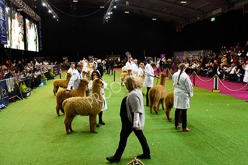 IWM5149 
 BAS National Show 2022 
 Keywords: Surrey Photographer, Alpacas, Suri, Huacaya, BAS National Show 2022, BAS' British Alpaca Society