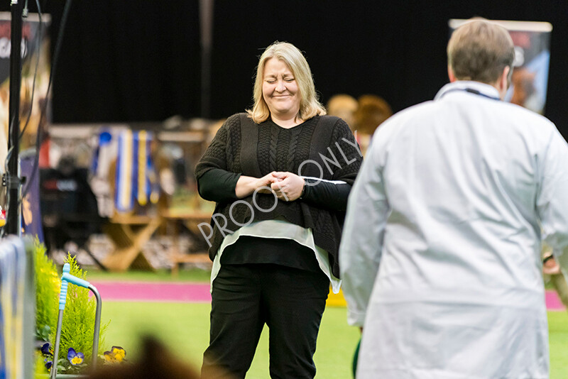 IWM5303 
 BAS National Show 2022 
 Keywords: Surrey Photographer, Alpacas, Suri, Huacaya, BAS National Show 2022, BAS' British Alpaca Society