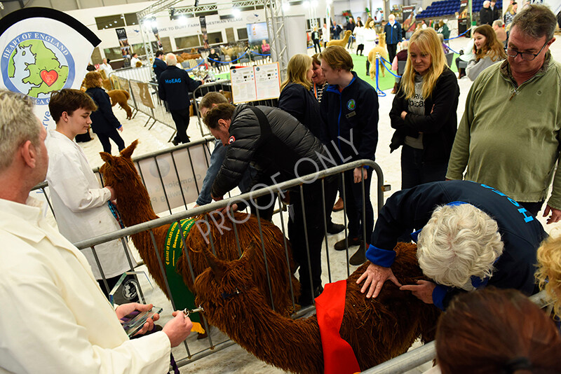 IWP3881 
 HOEAG Spring Fiesta 2024 
 Keywords: Heart of England Alpaca Group, Spring Fiesta 2024, Alpaca Show, Fleece Show Alpaca, Suri, Huacaya