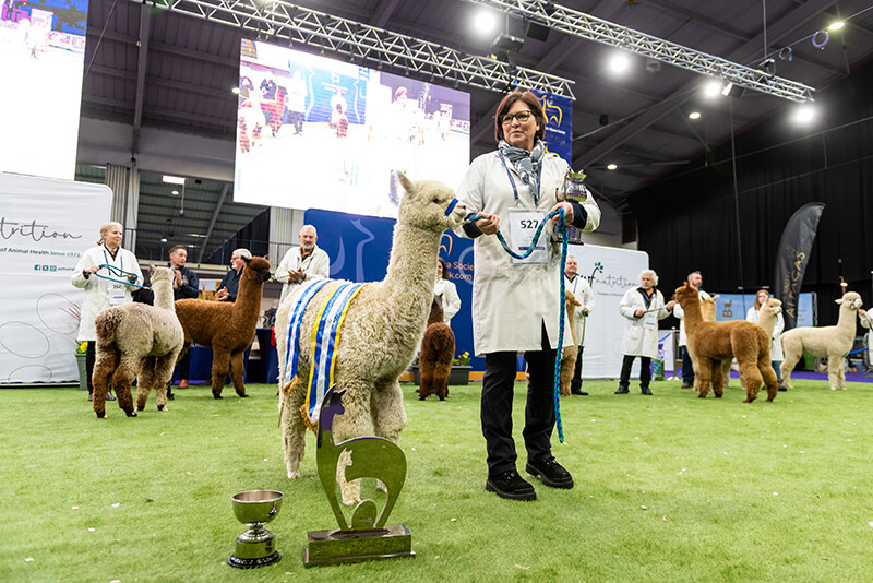 IWP1752 
 BAS National Show 2024 
 Keywords: British Alpaca Society, National Show, 2024, Champion of Champions Fleece Show, Alpaca, Suri, Huacaya