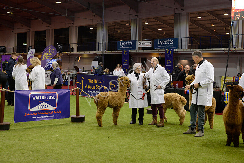 IWM9638 
 Photography of BAS National Show 2023 
 Keywords: Surrey Photographer, Alpacas, Suri, Huacaya, 2023, BAS, British Alpaca Society, Alpaca, Suri, Huacaya, Fleece Judging, Halter Show