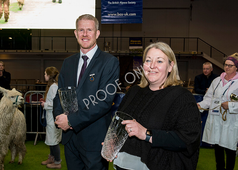 IWM6083 
 BAS National Show 2022 
 Keywords: Surrey Photographer, Alpacas, Suri, Huacaya, BAS National Show 2022, BAS' British Alpaca Society