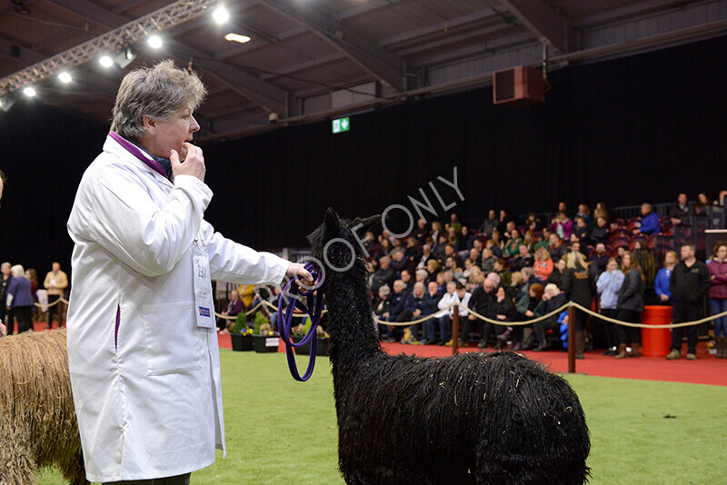 IWM0127 
 Photography of BAS National Show 2023 
 Keywords: Surrey Photographer, Alpacas, Suri, Huacaya, 2023, BAS, British Alpaca Society, Alpaca, Suri, Huacaya, Fleece Judging, Halter Show