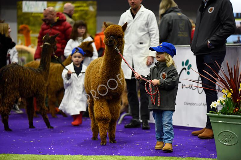 IWP0699 
 BAS National Show 2024 
 Keywords: British Alpaca Society, National Show, 2024, Champion of Champions Fleece Show, Alpaca, Suri, Huacaya