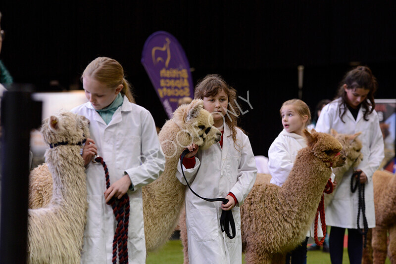 IWM0010 
 Photography of BAS National Show 2023 
 Keywords: Surrey Photographer, Alpacas, Suri, Huacaya, 2023, BAS, British Alpaca Society, Alpaca, Suri, Huacaya, Fleece Judging, Halter Show