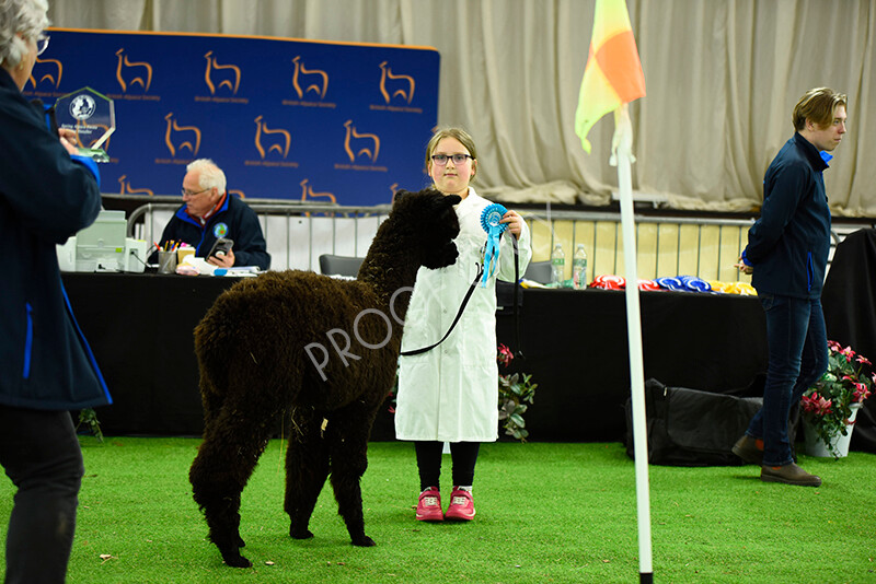 IWP3992 
 HOEAG Spring Fiesta 2024 
 Keywords: Heart of England Alpaca Group, Spring Fiesta 2024, Alpaca Show, Fleece Show Alpaca, Suri, Huacaya