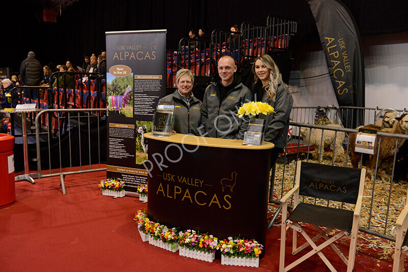 IWM9699 
 Photography of BAS National Show 2023 
 Keywords: Surrey Photographer, Alpacas, Suri, Huacaya, 2023, BAS, British Alpaca Society, Alpaca, Suri, Huacaya, Fleece Judging, Halter Show