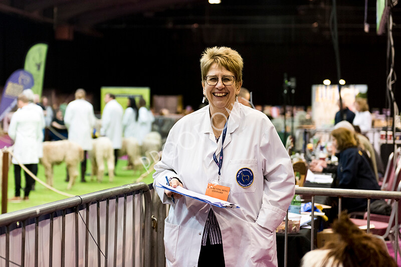 IWM5546 
 BAS National Show 2022 
 Keywords: Surrey Photographer, Alpacas, Suri, Huacaya, BAS National Show 2022, BAS' British Alpaca Society