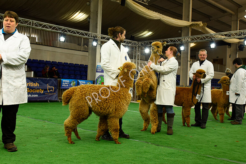 IWP7374 
 HoEAG Spring Fiesta 2022 
 Keywords: Surrey Photographer, Alpacas, Suri, Huacaya, HoEAG, Spring Fiesta, 2022, Heart of England Alpaca Group