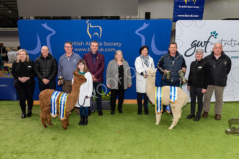 IWP1778 
 BAS National Show 2024 
 Keywords: British Alpaca Society, National Show, 2024, Champion of Champions Fleece Show, Alpaca, Suri, Huacaya