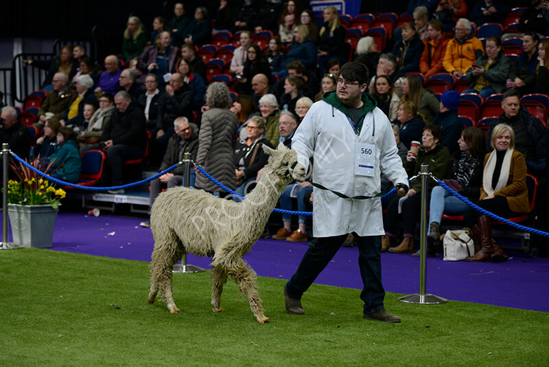 IWM5829 
 BAS National Show 2024 
 Keywords: British Alpaca Society, National Show, 2024, Champion of Champions Fleece Show, Alpaca, Suri, Huacaya