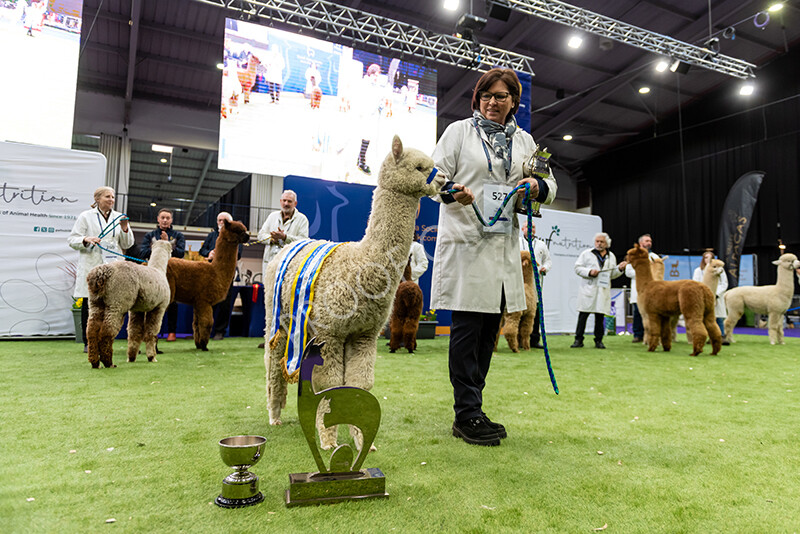 IWP1749 
 BAS National Show 2024 
 Keywords: British Alpaca Society, National Show, 2024, Champion of Champions Fleece Show, Alpaca, Suri, Huacaya