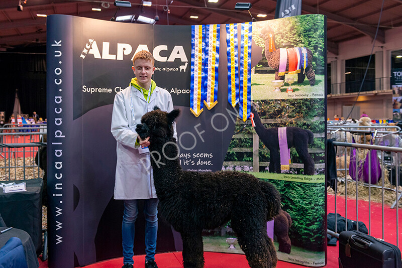 IWM9823 
 Photography of BAS National Show 2023 
 Keywords: Surrey Photographer, Alpacas, Suri, Huacaya, 2023, BAS, British Alpaca Society, Alpaca, Suri, Huacaya, Fleece Judging, Halter Show