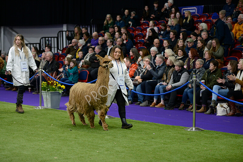 IWM5839 
 BAS National Show 2024 
 Keywords: British Alpaca Society, National Show, 2024, Champion of Champions Fleece Show, Alpaca, Suri, Huacaya