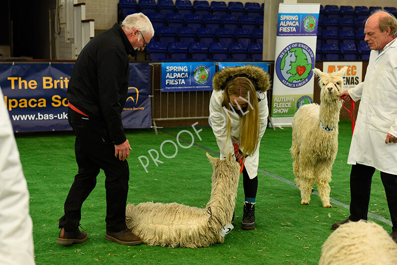 IWP8143 
 HoEAG Spring Fiesta 2022 
 Keywords: Surrey Photographer, Alpacas, Suri, Huacaya, HoEAG, Spring Fiesta, 2022, Heart of England Alpaca Group