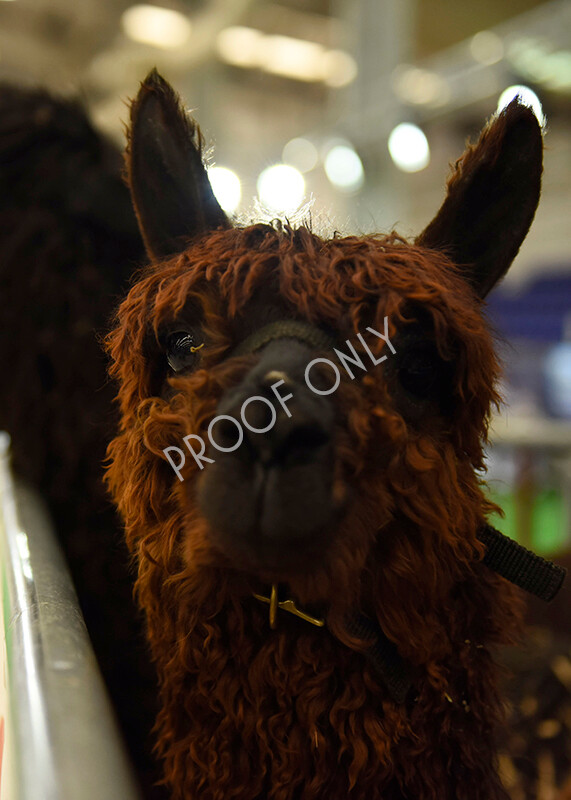 IWP7828 
 HoEAG Spring Fiesta 2022 
 Keywords: Surrey Photographer, Alpacas, Suri, Huacaya, HoEAG, Spring Fiesta, 2022, Heart of England Alpaca Group