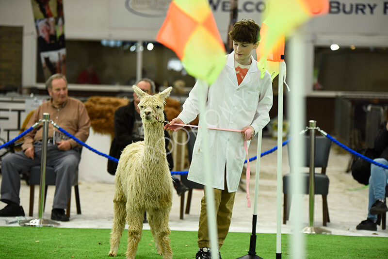 IWP3971 
 HOEAG Spring Fiesta 2024 
 Keywords: Heart of England Alpaca Group, Spring Fiesta 2024, Alpaca Show, Fleece Show Alpaca, Suri, Huacaya