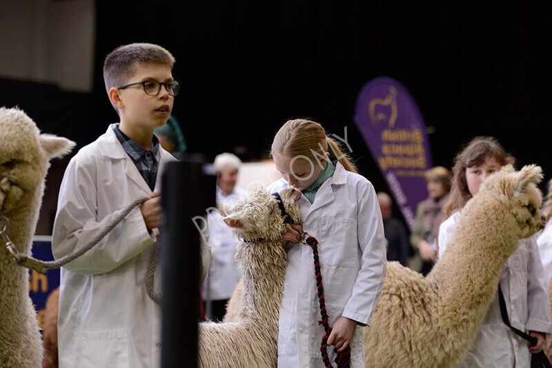 IWM0006 
 Photography of BAS National Show 2023 
 Keywords: Surrey Photographer, Alpacas, Suri, Huacaya, 2023, BAS, British Alpaca Society, Alpaca, Suri, Huacaya, Fleece Judging, Halter Show