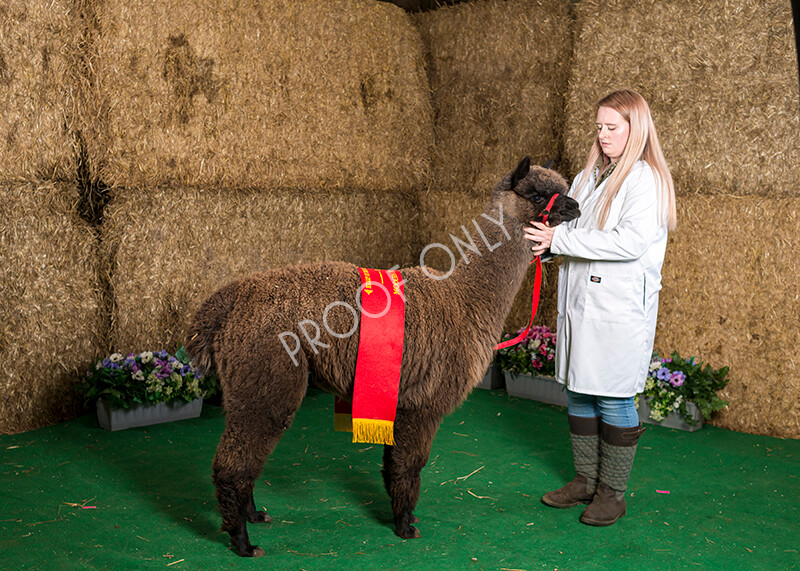 IWM7467 
 HoEAG Spring Fiesta 2022 
 Keywords: Surrey Photographer, Alpacas, Suri, Huacaya, HoEAG, Spring Fiesta, 2022, Heart of England Alpaca Group