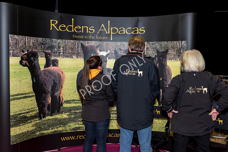 IWM4851 
 BAS National Show 2022 
 Keywords: Surrey Photographer, Alpacas, Suri, Huacaya, BAS National Show 2022, BAS' British Alpaca Society