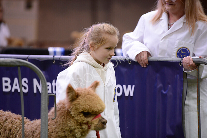 IWM9887 
 Photography of BAS National Show 2023 
 Keywords: Surrey Photographer, Alpacas, Suri, Huacaya, 2023, BAS, British Alpaca Society, Alpaca, Suri, Huacaya, Fleece Judging, Halter Show