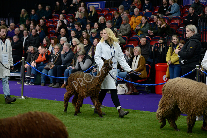 IWM5850 
 BAS National Show 2024 
 Keywords: British Alpaca Society, National Show, 2024, Champion of Champions Fleece Show, Alpaca, Suri, Huacaya