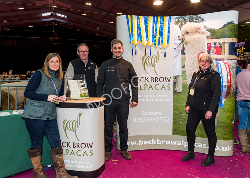 IWM5239 
 BAS National Show 2022 
 Keywords: Surrey Photographer, Alpacas, Suri, Huacaya, BAS National Show 2022, BAS' British Alpaca Society