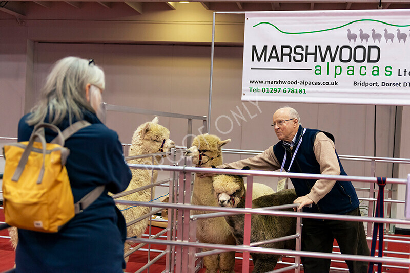 IWM9858 
 Photography of BAS National Show 2023 
 Keywords: Surrey Photographer, Alpacas, Suri, Huacaya, 2023, BAS, British Alpaca Society, Alpaca, Suri, Huacaya, Fleece Judging, Halter Show