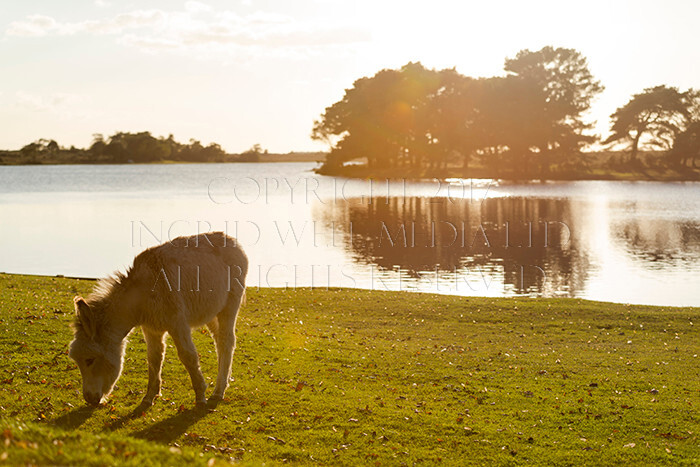 IWM9079 
 NEW FOREST 
 Keywords: INGRID WEEL MEDIA LTD, CORPORATE PHOTOGRAPHY SURREY, BUSINES PHOTOGRAPHY, WEDDING PHOTOGRAPHY, FINE ART PHOTOGRAPHY, FAMILY PHOTOGRAPHY, SOCIAL, BRITISH WILDLIFE, FALLOW DEER, DONKEY, SWAN, HATCHET POND